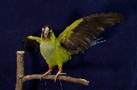 藏品(黑頭巾鸚哥)的圖片